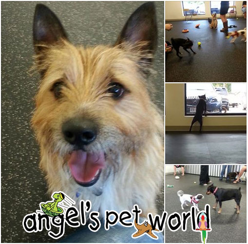CaninePlayGroups_AngelsPetWorld