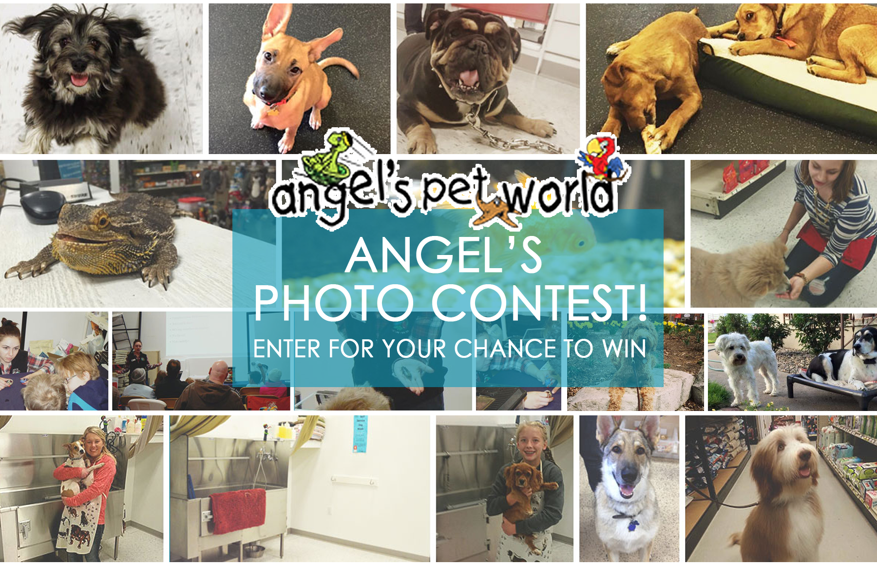 Angels-Pet-photo-contest-angels-pet-world