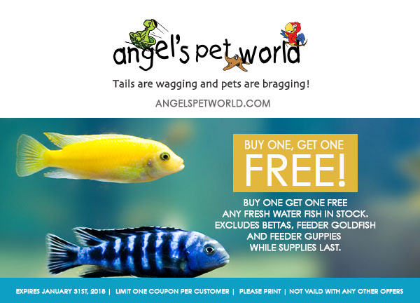 Fresh-Water-Fish-Angels-pet-world-pet-supply-hudson