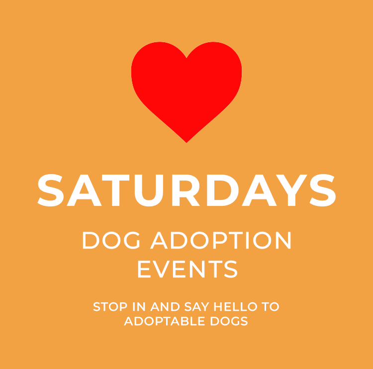 Saturday-adoption-events-Angels-pet-world