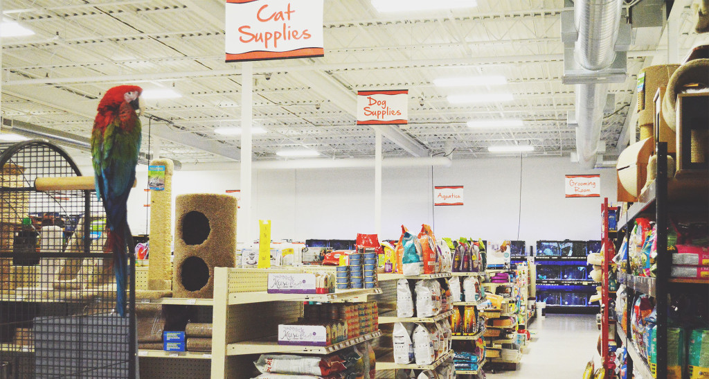 Angel's Pet World NEW site! Angels Pet World