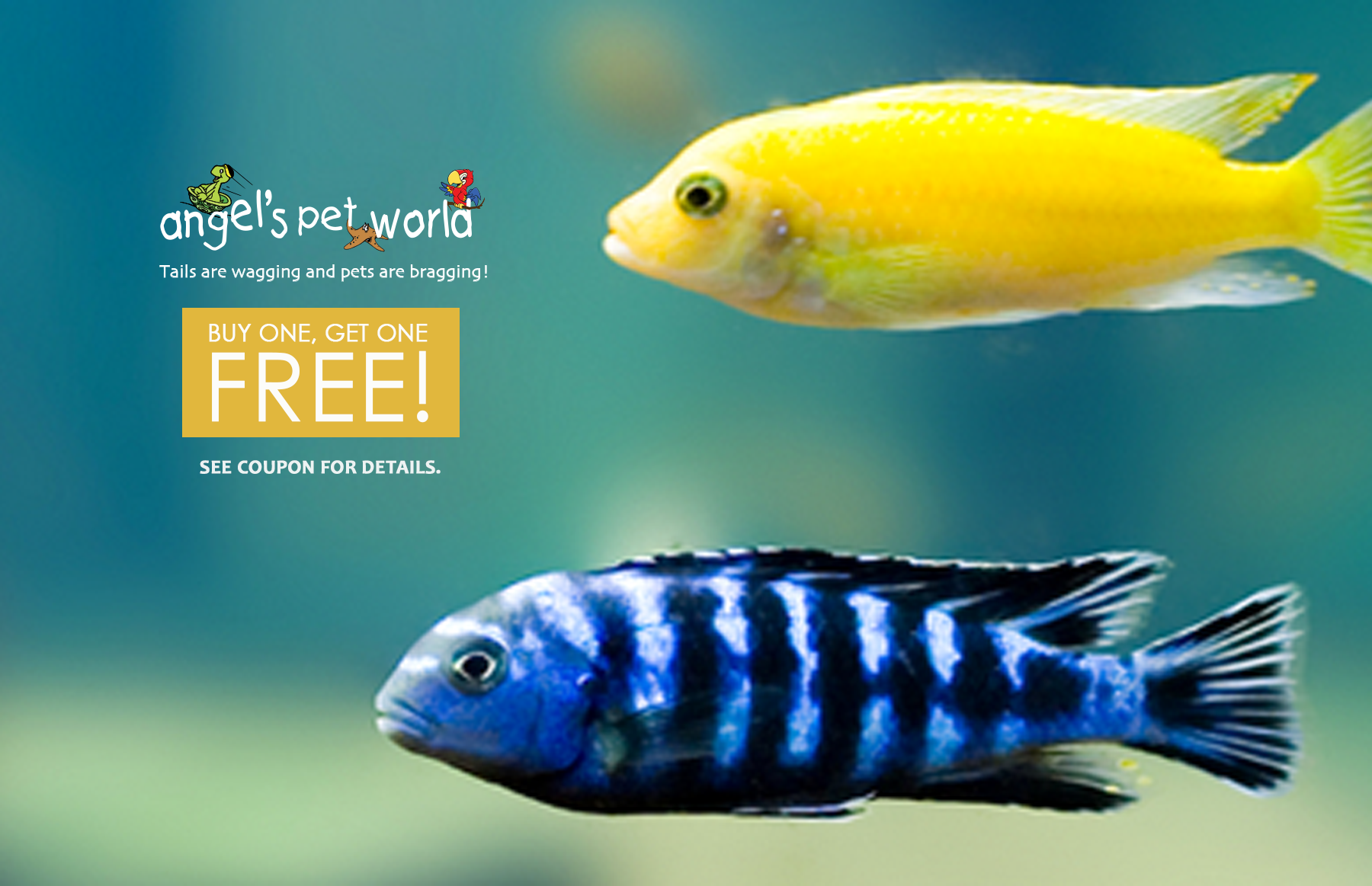 Fresh Water Fish Buy one, Get one Free! Angel's Pet World